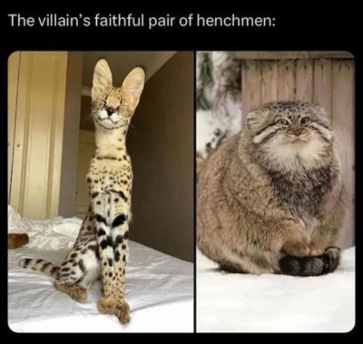 Association of Collectivization of Fantastical Felines (ACFF)